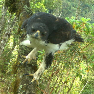 WCS Cassin's hawk-eagle from camera trap in tree