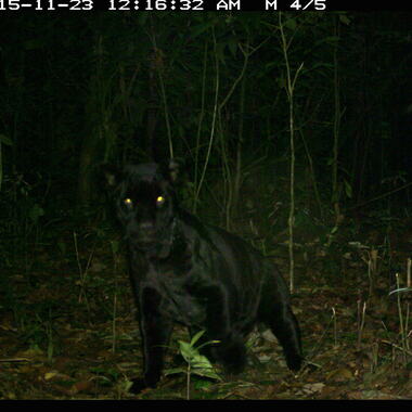WCS Jaguar camera trap 4