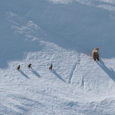 WCS Brown bears from Beringia aerial survey 6