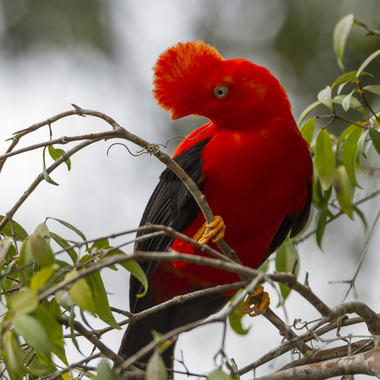WCS Andean Cock-of-the-Rock