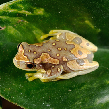 WCS hourglass tree frog
