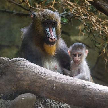WCS Mandrill and babies at BZ