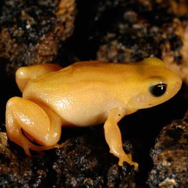 WCS golden mantella