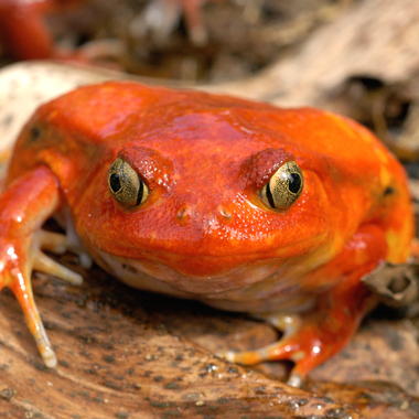 WCS Madagascar tomato frog