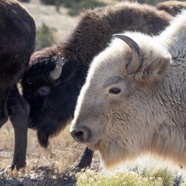 WCS 2019 top photos -- white bison
