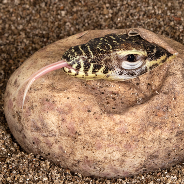 WCS top 10 photos of 2021 Z & A komodo dragon hatching