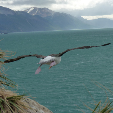 WCS Black-browed albatross in flight