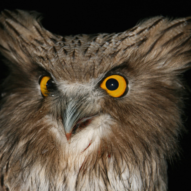 WCS Blakiston's Fish Owl