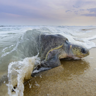WCS DONT USE WITHOUT PERMISSION: sea turtle