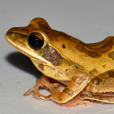 WCS 2019 top photos -- Polypedates bengalensis (new frog species)