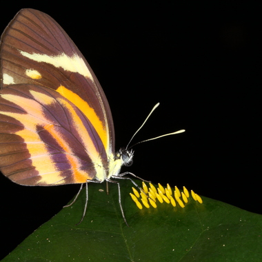 WCS Perrhybris pamela