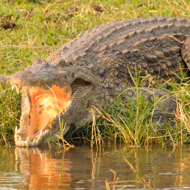 WCS Croc in Murchison Falls