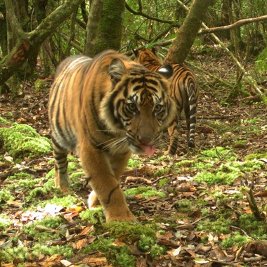 WCS Sumatran tiger camera trap 1