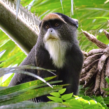 WCS Debrazza's monkey
