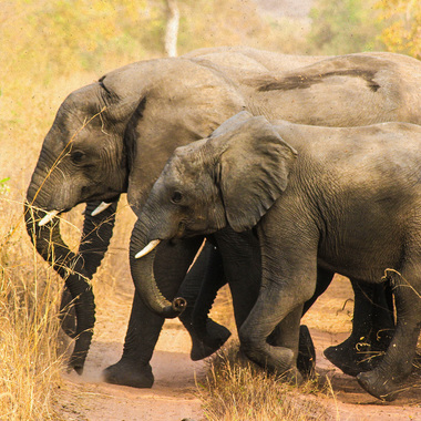 WCS Nigeria's Last Herd