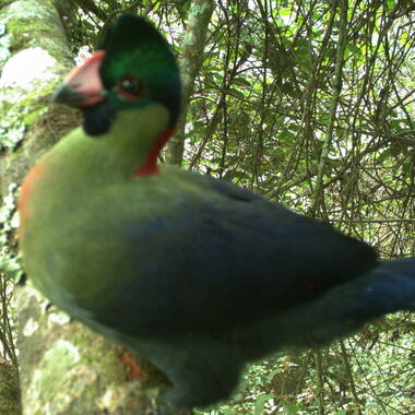 WCS Rwenzori turaco in camera trap from tree