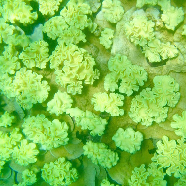 WCS Seeing is Believing -- Kenya coral bleaching 2