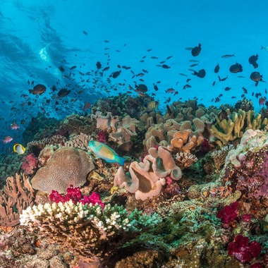 WCS top 10 photos of 2021 Global -- coral reef in Fiji