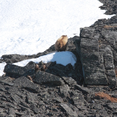 WCS Brown bears from Beringia aerial survey 7