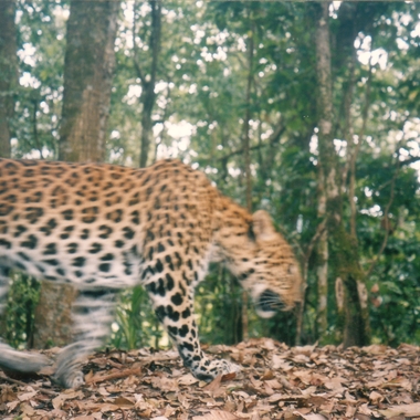 WCS Leopard on camera trap