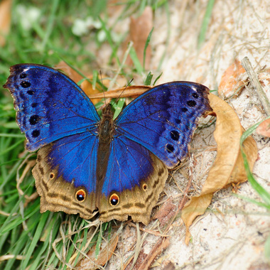 WCS Western blue beauty