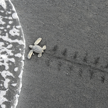 WCS top 10 photos of 2021 Global -- leatherback sea turtle