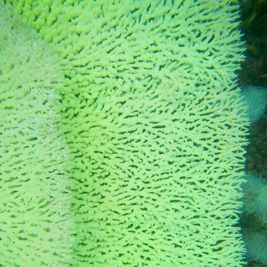 WCS Seeing is Believing -- Kenya coral bleaching 5