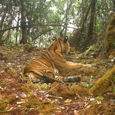 WCS Sumatran tiger camera trap 2
