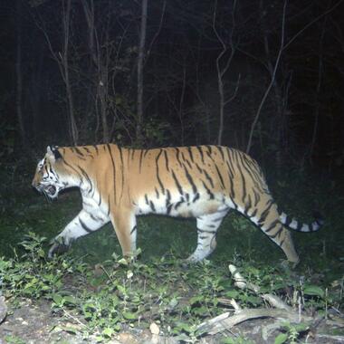 WCS top 10 photos of 2021 Global -- Amur tiger
