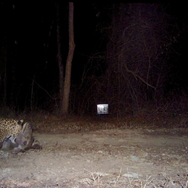 WCS Leopard and Samba deer camera trap photo 3