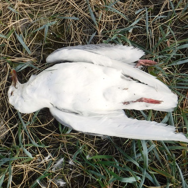 WCS Seeing is Believing -- dead bird in Alaska