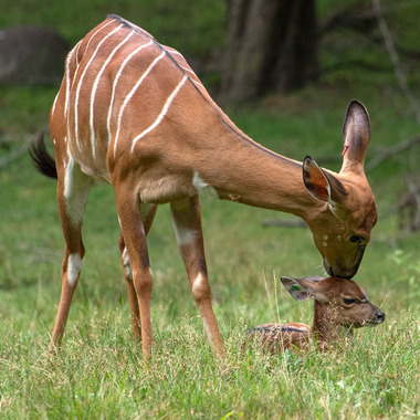 WCS top 10 photos of 2021 Z & A Nyala