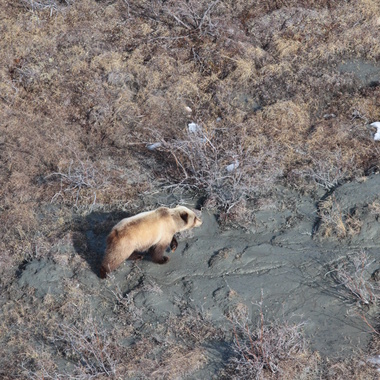 WCS Brown bears from Beringia aerial survey 5