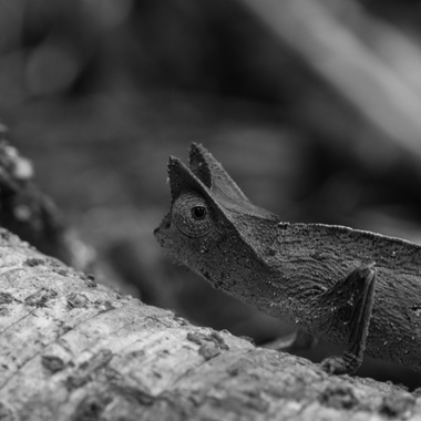 WCS Brookesia chameleon