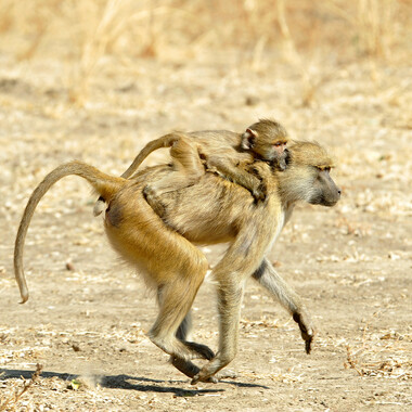 WCS Olive baboon with baby