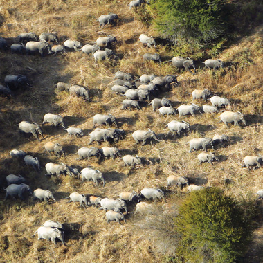WCS 2019 top photos -- elephants in Tanzania