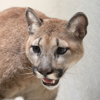 WCS top 10 photos of 2021 Z & A puma