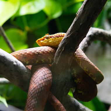 WCS eyelash viper at Bronx Zoo