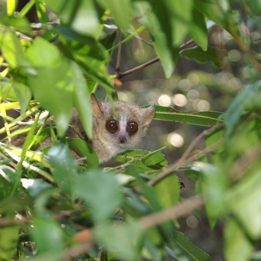 WCS Mouse lemur 2