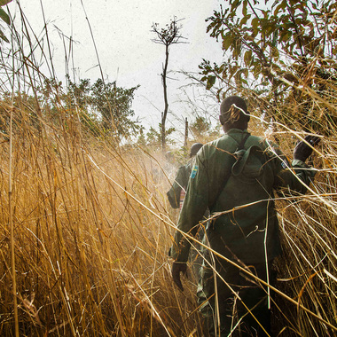 WCS Nigeria's Last Herd