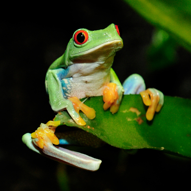 WCS red-eyed tree frog