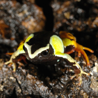 WCS Barons mantella