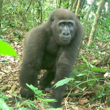 WCS top 10 photos of 2021 Global -- Cross River gorilla on camera trap