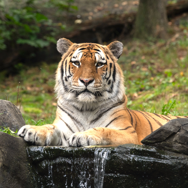 WCS top 10 photos of 2021 Z & A tiger