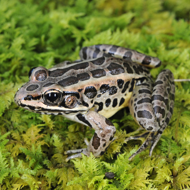 WCS pickerel frog