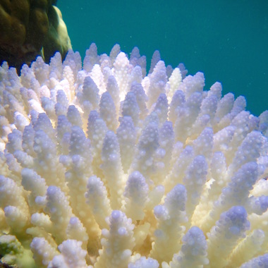 WCS Seeing is Believing -- Kenya coral bleaching