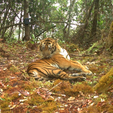 WCS Sumatran tiger camera trap 4
