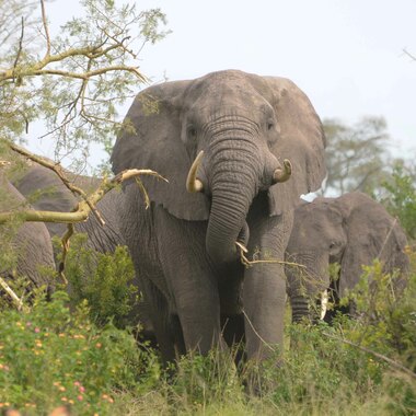 WCS Elephant in Murchison Falls