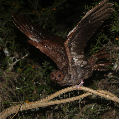 WCS Oilbird