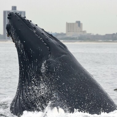 WCS whale and menhaden in NY Bight